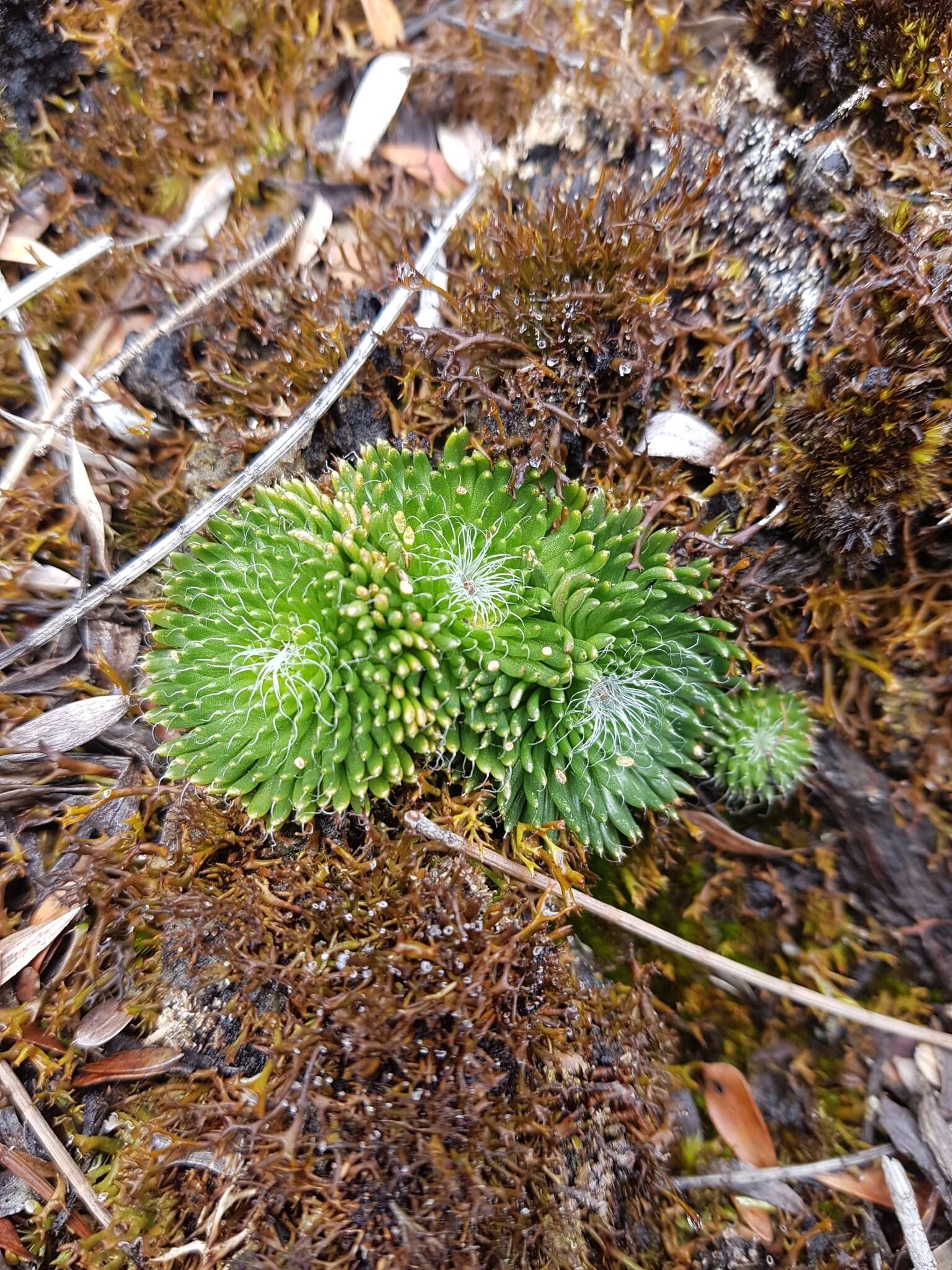 Image of Stylidium soboliferum F. Müll.