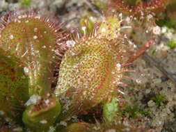 Image of Drosera aberrans (Lowrie & Carlquist) Lowrie & Conran