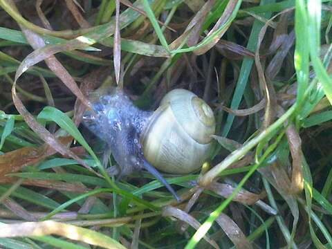 Image of Brown Lipped Snail