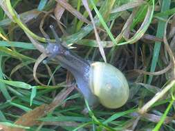 Image of Brown Lipped Snail