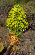 Image of tree aenium