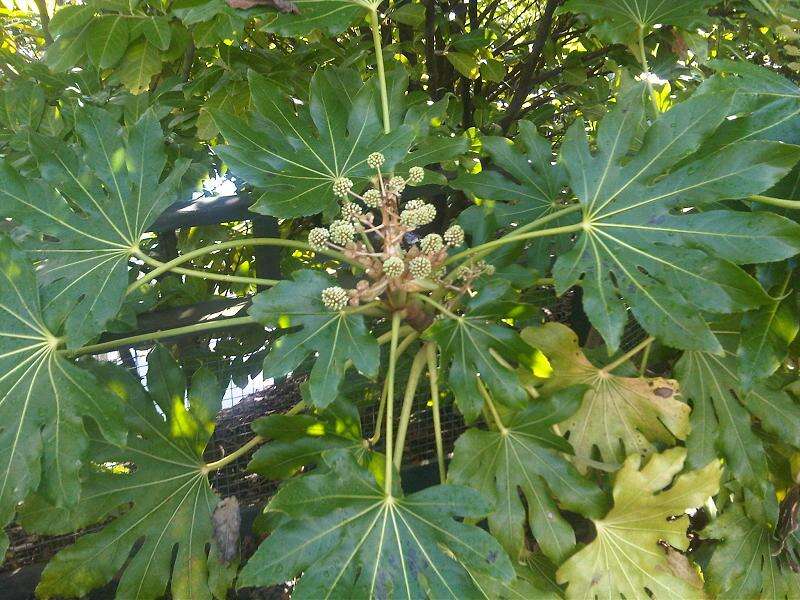 صورة Fatsia