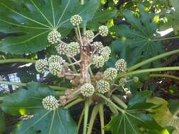 Image of fatsia