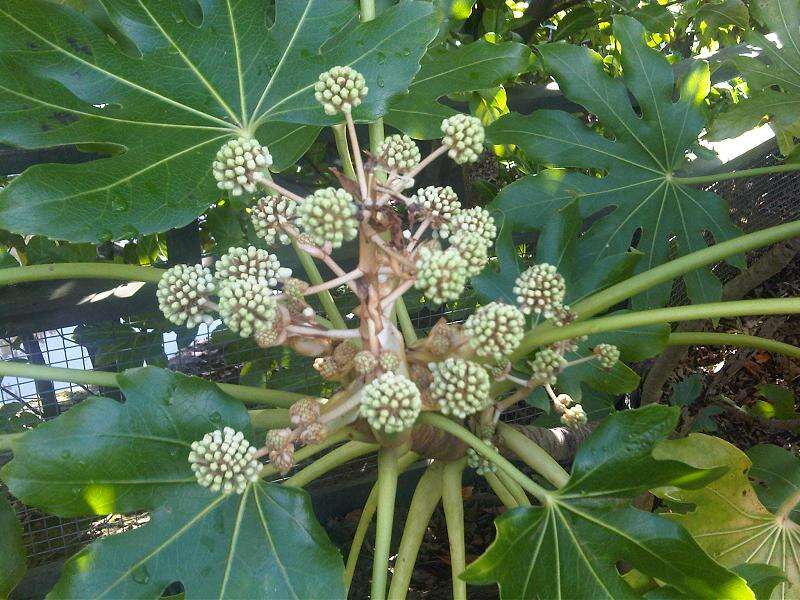 Image of fatsia