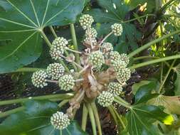 Image of fatsia