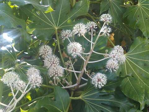 Image of fatsia