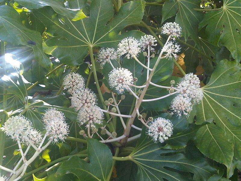 صورة Fatsia