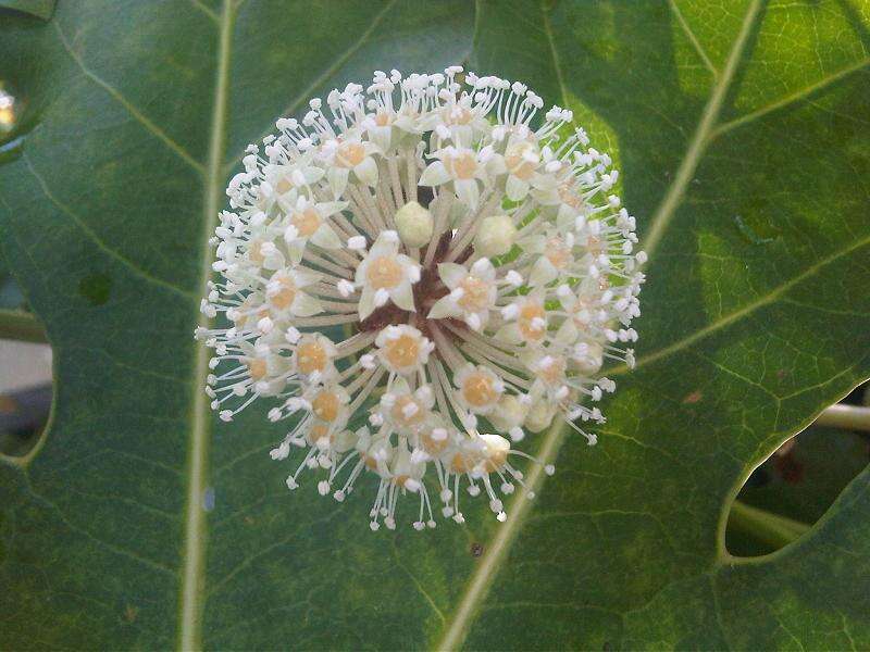 Image of fatsia