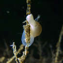 Image of unspotted moonsnail