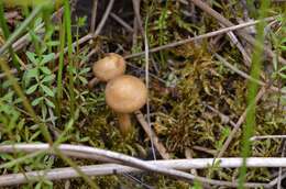 Image of Agrocybe elatella (P. Karst.) Vesterh. 1989