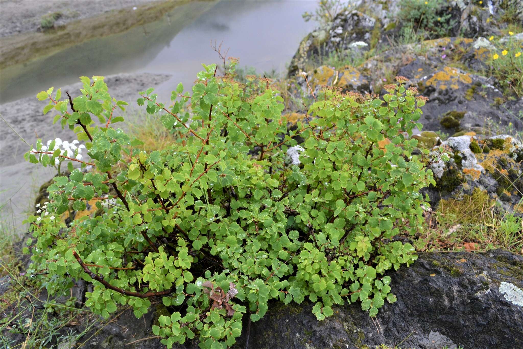 Image of Asian meadowsweet