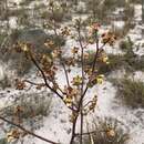 Image of Cyrtopodium aliciae L. Linden & Rolfe