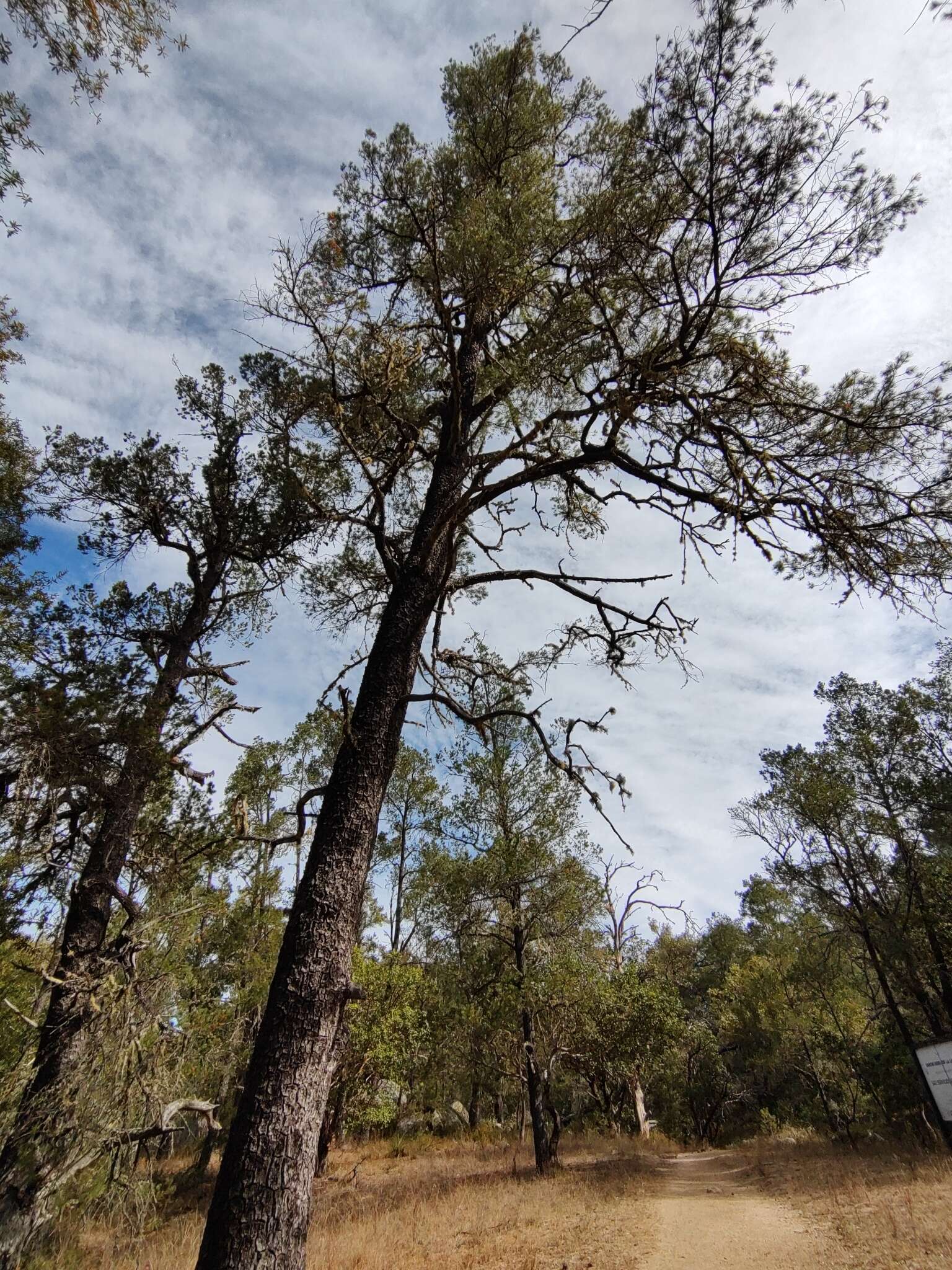 Pinus cembroides subsp. lagunae (Rob.-Pass.) D. K. Bailey resmi