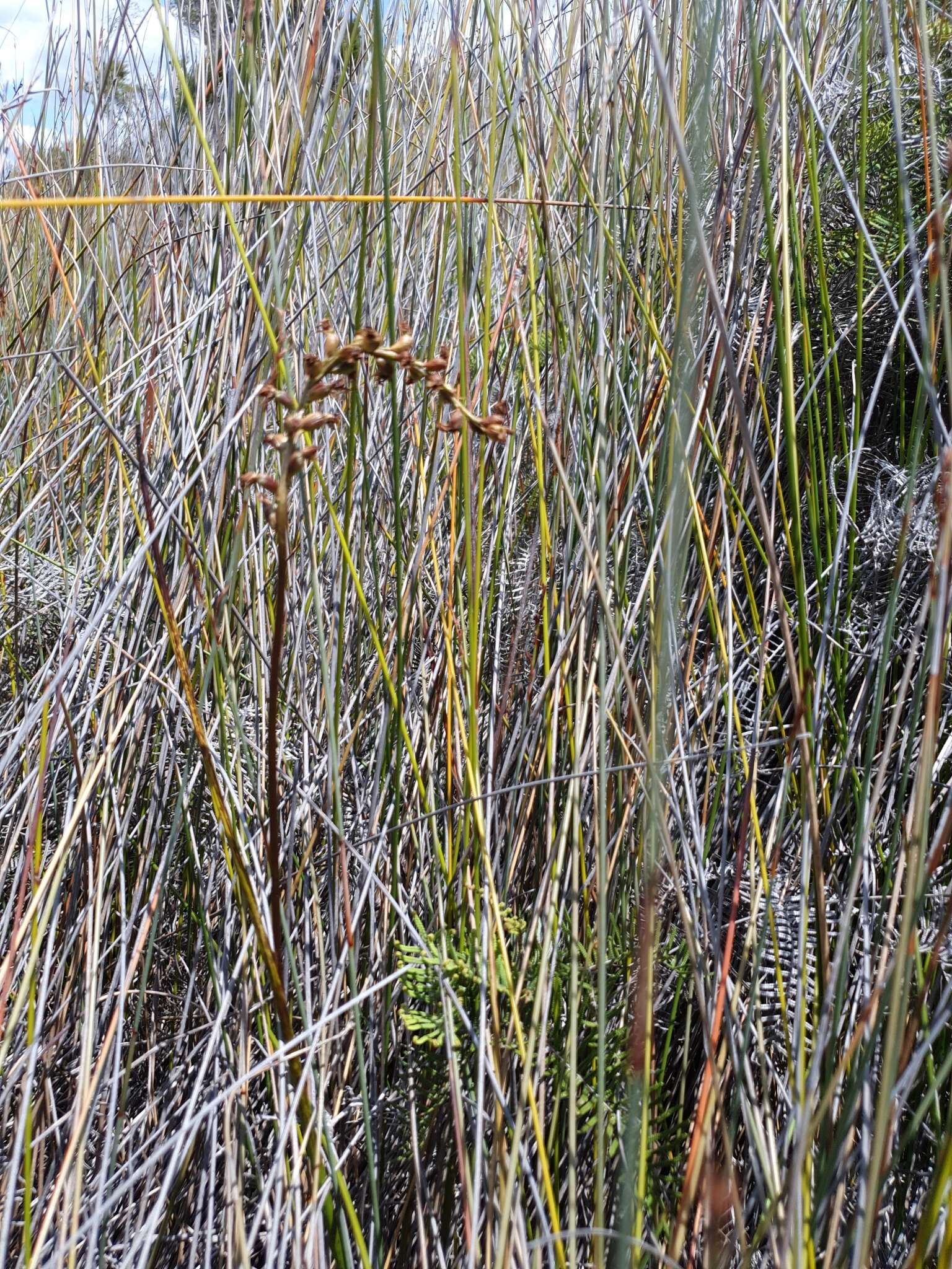 Image of Prasophyllum hectori (Buchanan) Molloy, D. L. Jones & M. A. Clem.