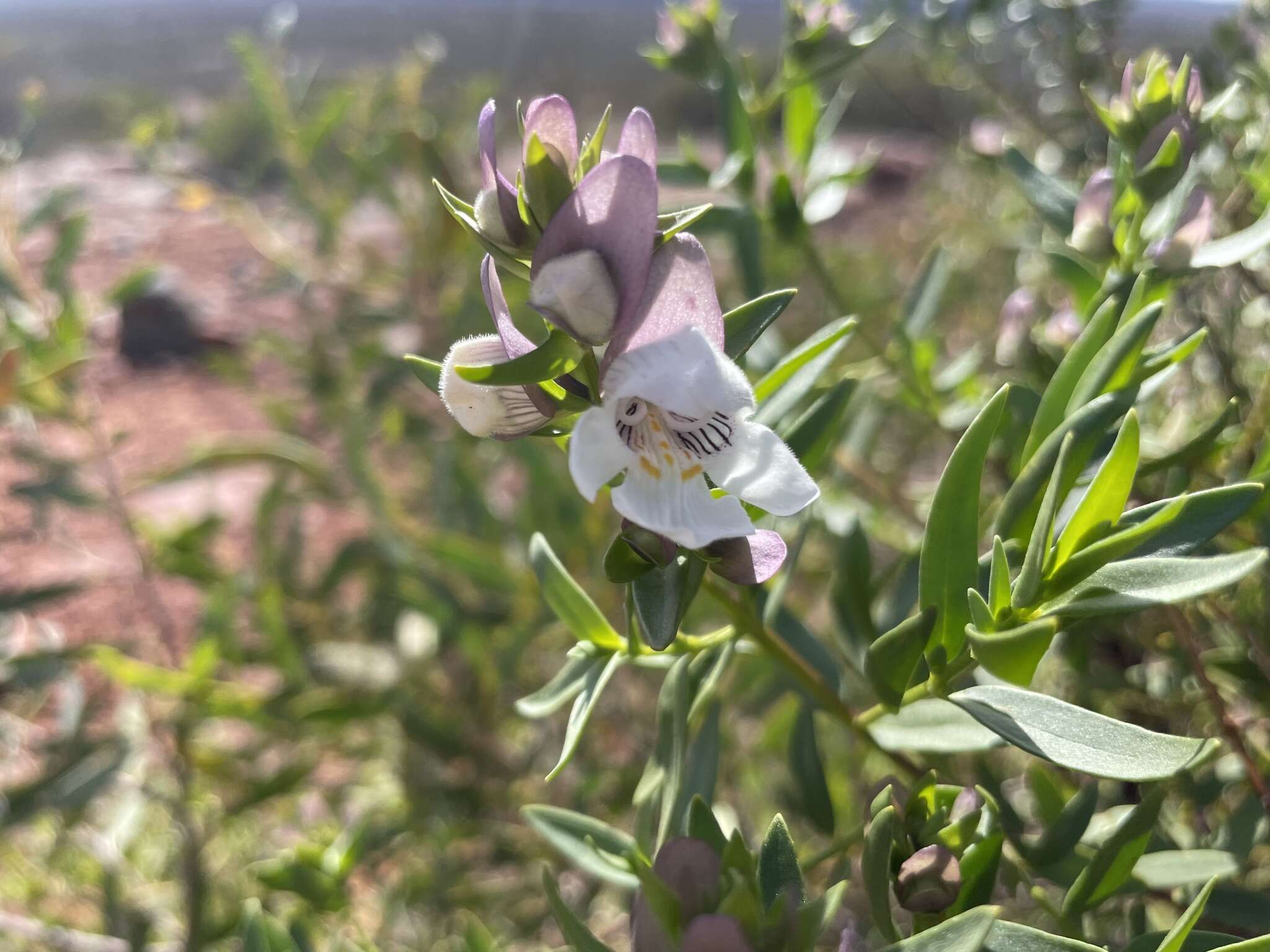 Imagem de Prostanthera striatiflora F. Muell.