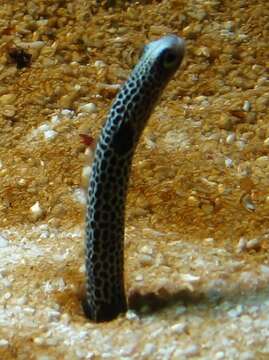 Image of Black spotted garden eel