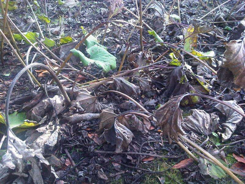 Image of Chilean gunnera