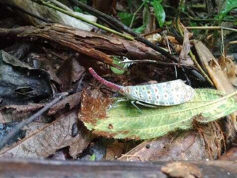 Image of Pyrops oculatus (Westwood 1838)