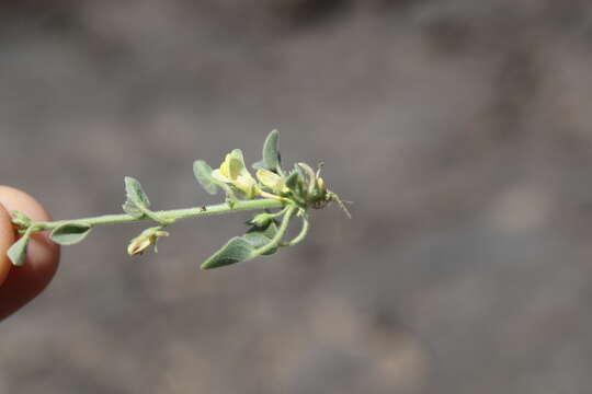 Image of Nanorrhinum acerbianum (Boiss.) Betsche