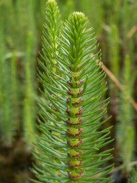 Image of Mare's Tail