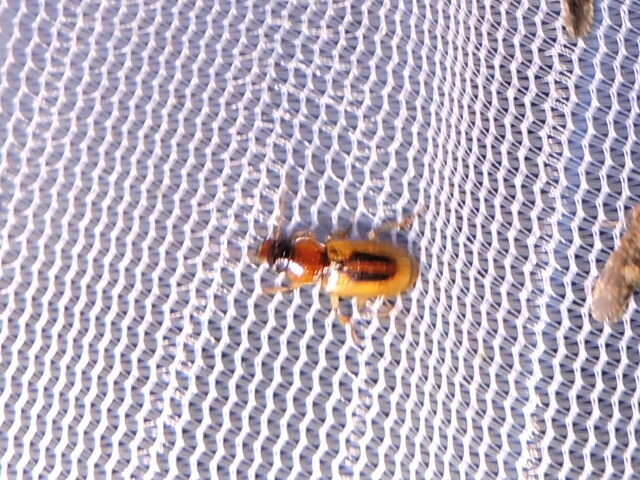 Image of LeConte's Seedcorn Beetle