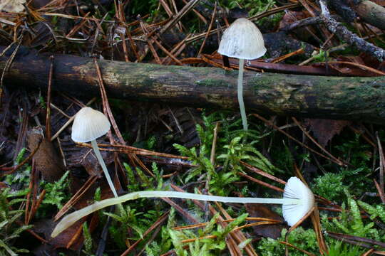 Image of Mycena epipterygia (Scop.) Gray 1821