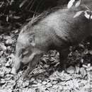 Imagem de Sus scrofa vittatus Boie 1828