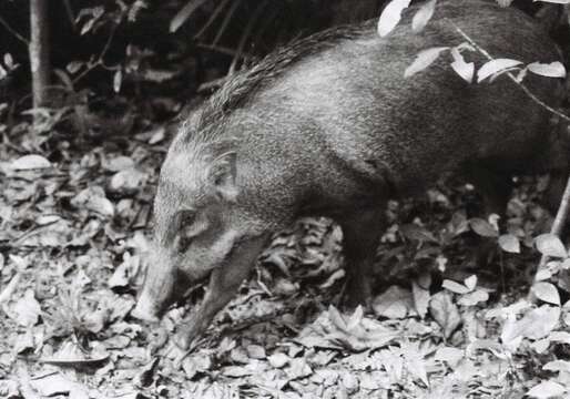 Image of Sus scrofa vittatus Boie 1828