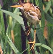 Image of herons and bitterns