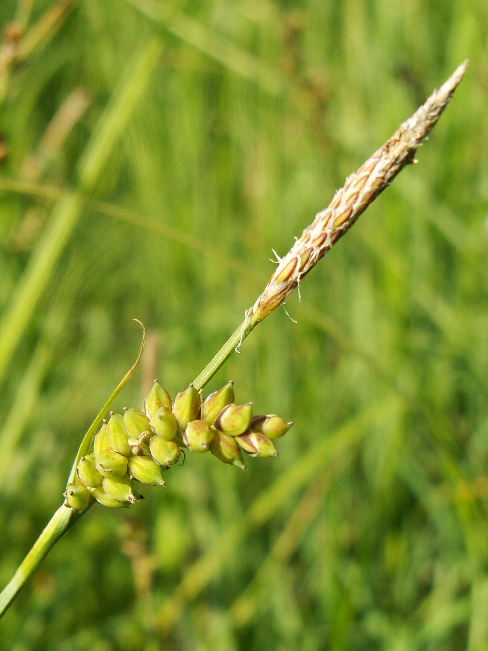 Image of carnation sedge