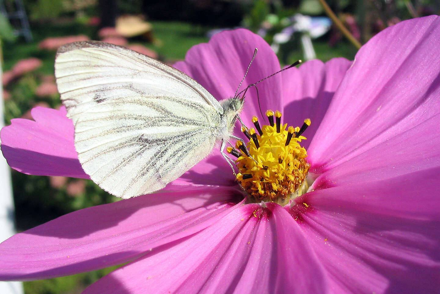 Image of garden cosmos