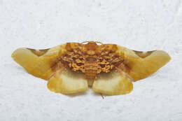 Image of Pyrinioides sinuosa Warren 1896