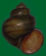 Image of river snails