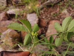 Cyphostemma puberulum (C. A. Smith) Wild & R. B. Drumm. resmi