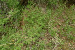 Image of Needle-leaved Totara