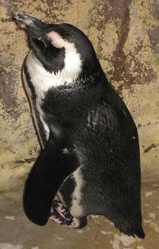 Image of African Penguin