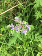 Image de Phacelia congesta (Dougl. ex Lehm.) Hook.