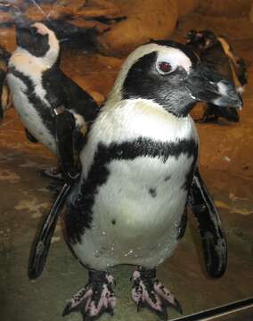 Image of African Penguin