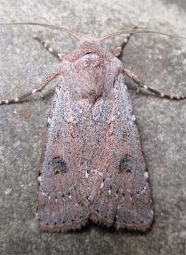 Image of Old Man Dart; Muted Dart (ssp. mutata); Spotted-legged Cutworm