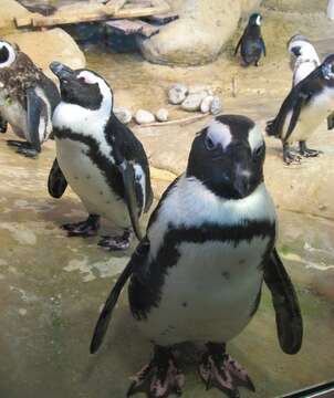 Image of African Penguin