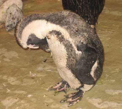 Image of African Penguin