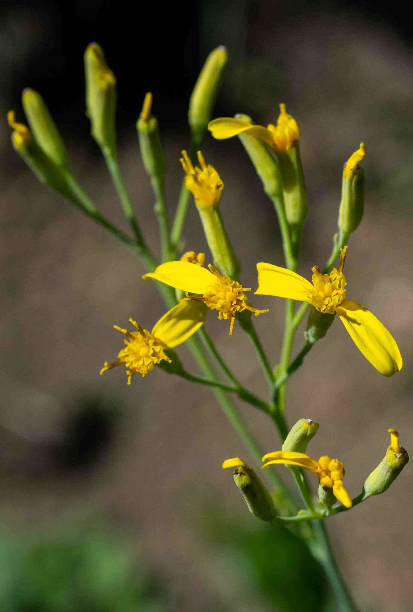 Image of Senecio humidanus C. Jeffrey