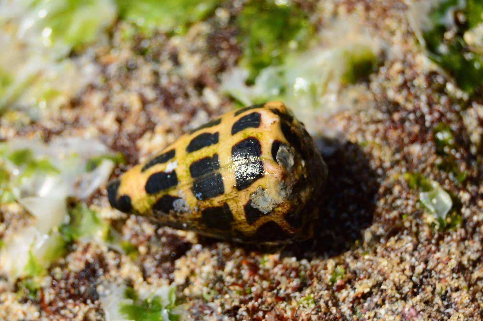 Image of Hebrew cone