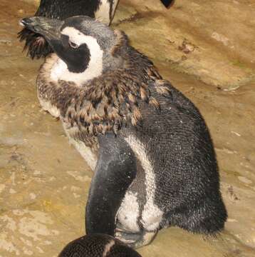 Image of African Penguin