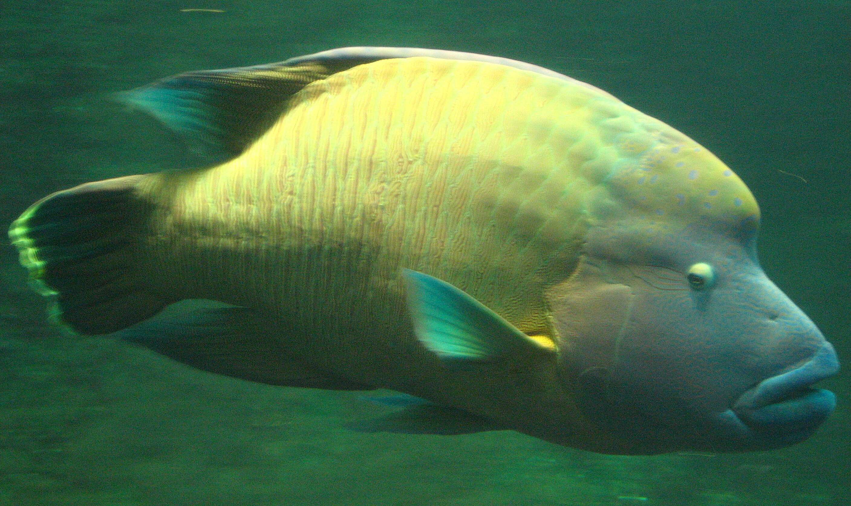 Image of Giant Wrasse