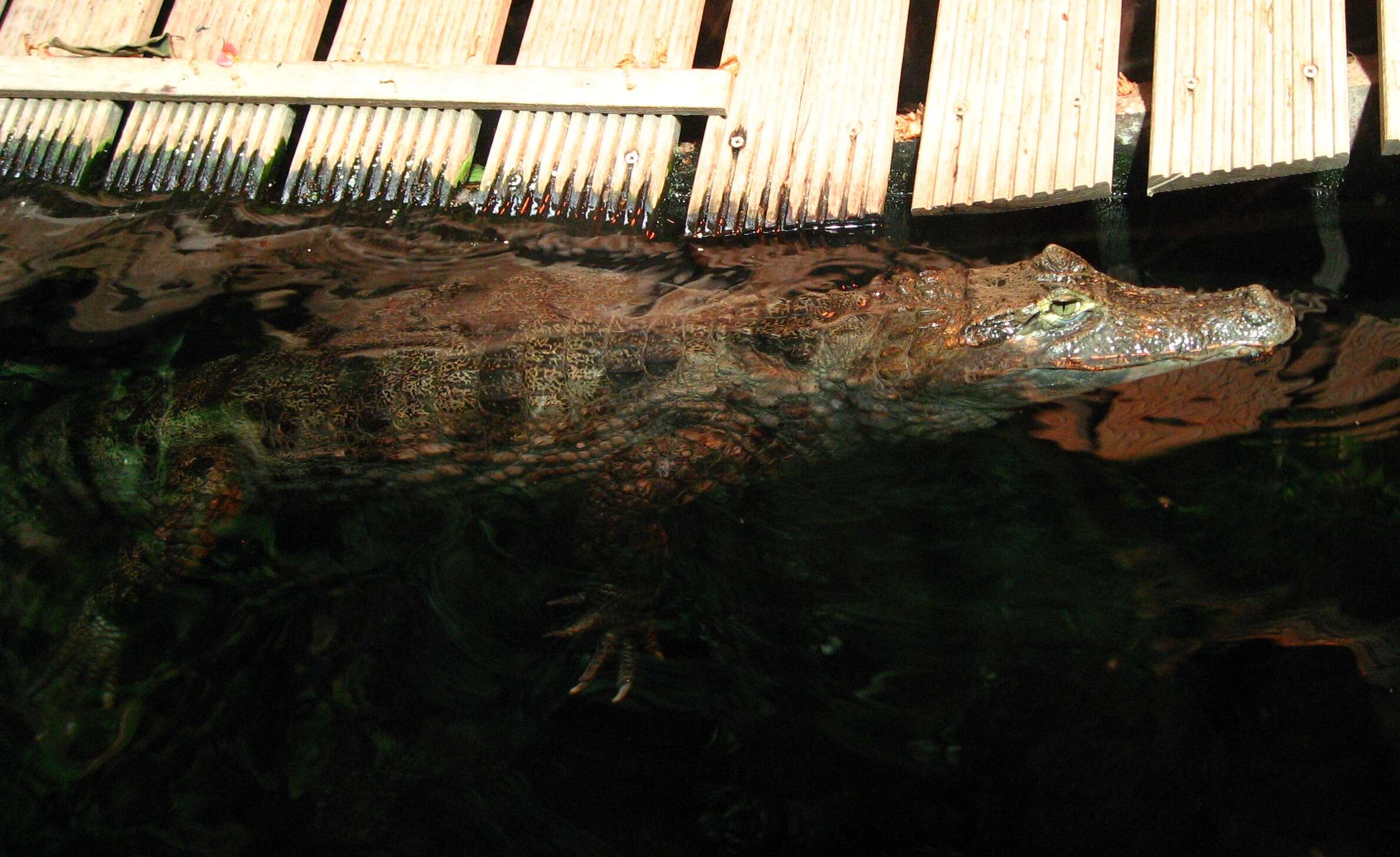 Image of Common Caiman