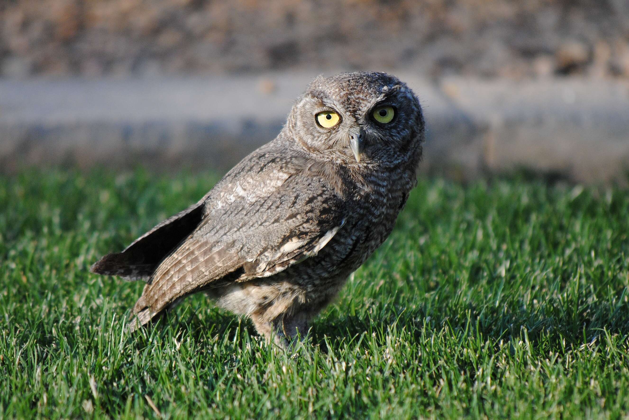 Image of Western Screech Owl