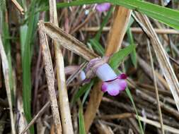 Image of Aeginetia indica L.