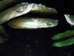 Image of silver arowana