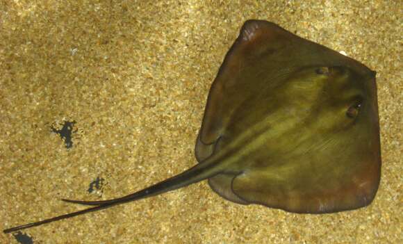 Image of Common Stingray